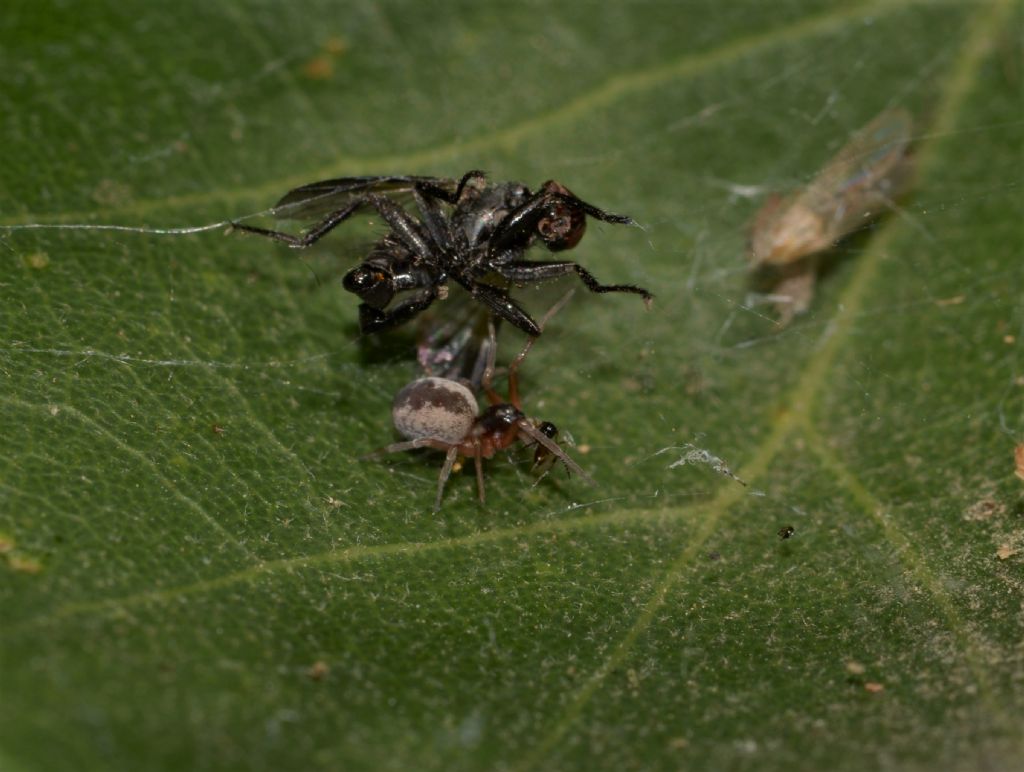 Dictyna sp. - Riserva Diaccia Botrona (GR)